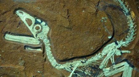 The new, unnamed juvenile theropod under UV light