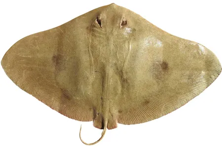 The tentacled butterfly ray hadn&rsquo;t been documented since 1986, but in 2019 Mohsen Rezaie-Atagholipour started finding them hidden as by-catch in Iranian shrimpers&rsquo; catch.