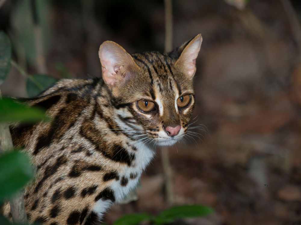 ocelot house cat