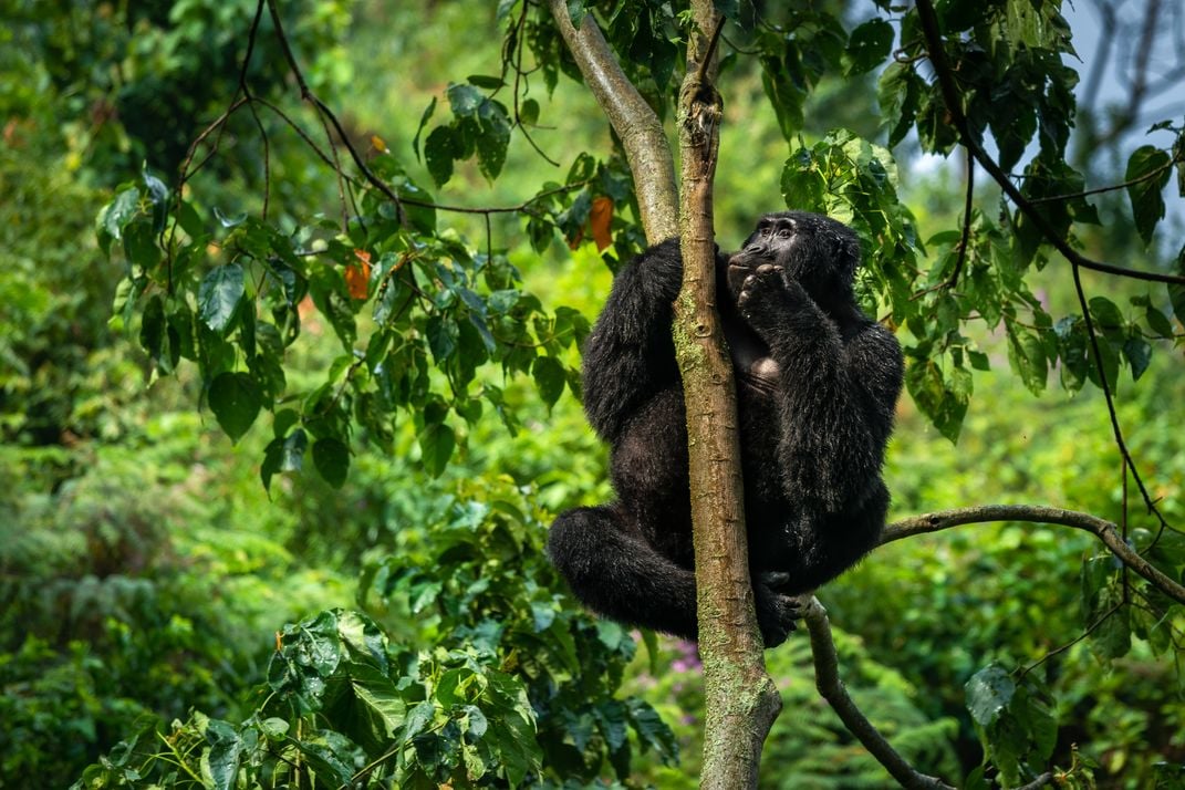 12 - A mountain gorilla climbs up a tree and perches on a branch for a better view of his turf.