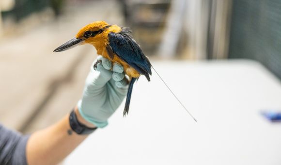 A male Guam kingfisher bird wearing a transmitter on its back is held gently in an animal keeper's gloved hand
