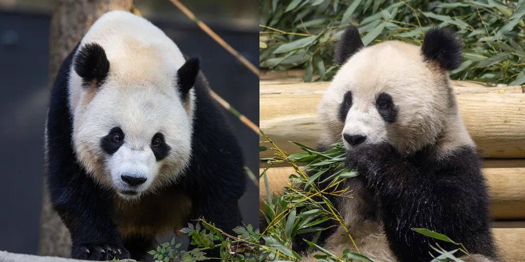 Two pandas side-by-side