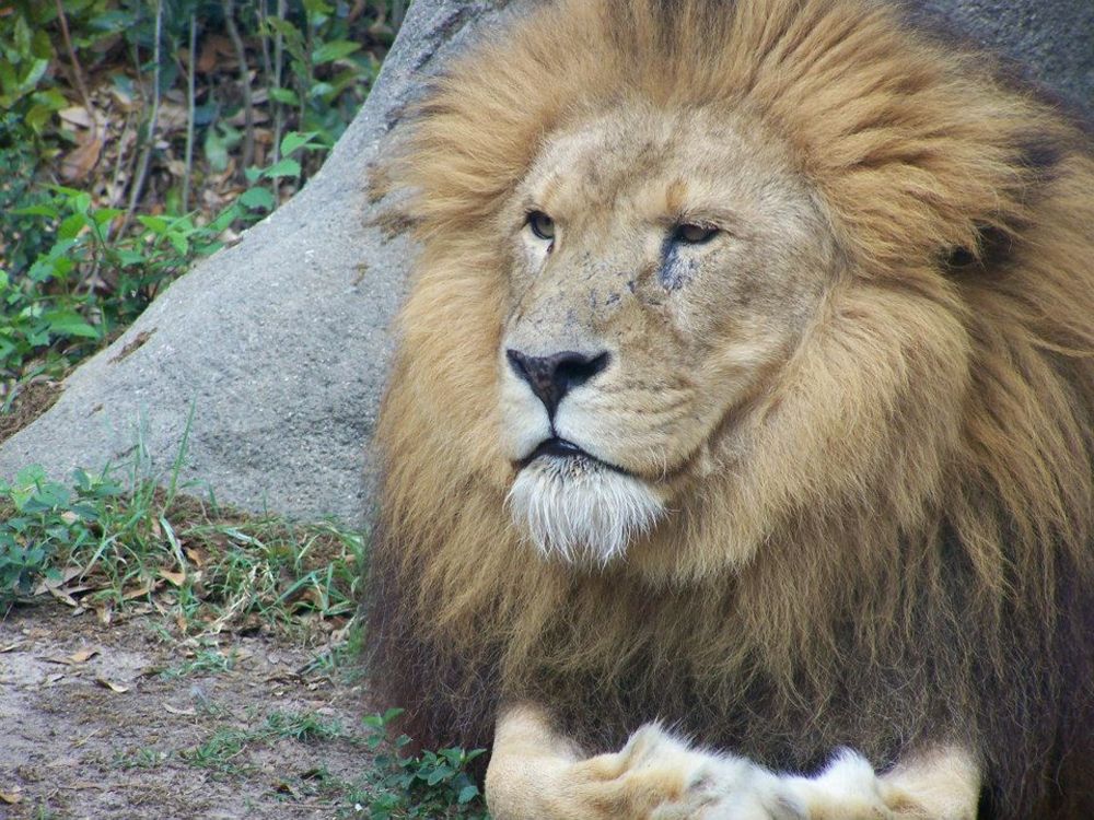 Johnathan the Lion | Smithsonian Photo Contest | Smithsonian Magazine