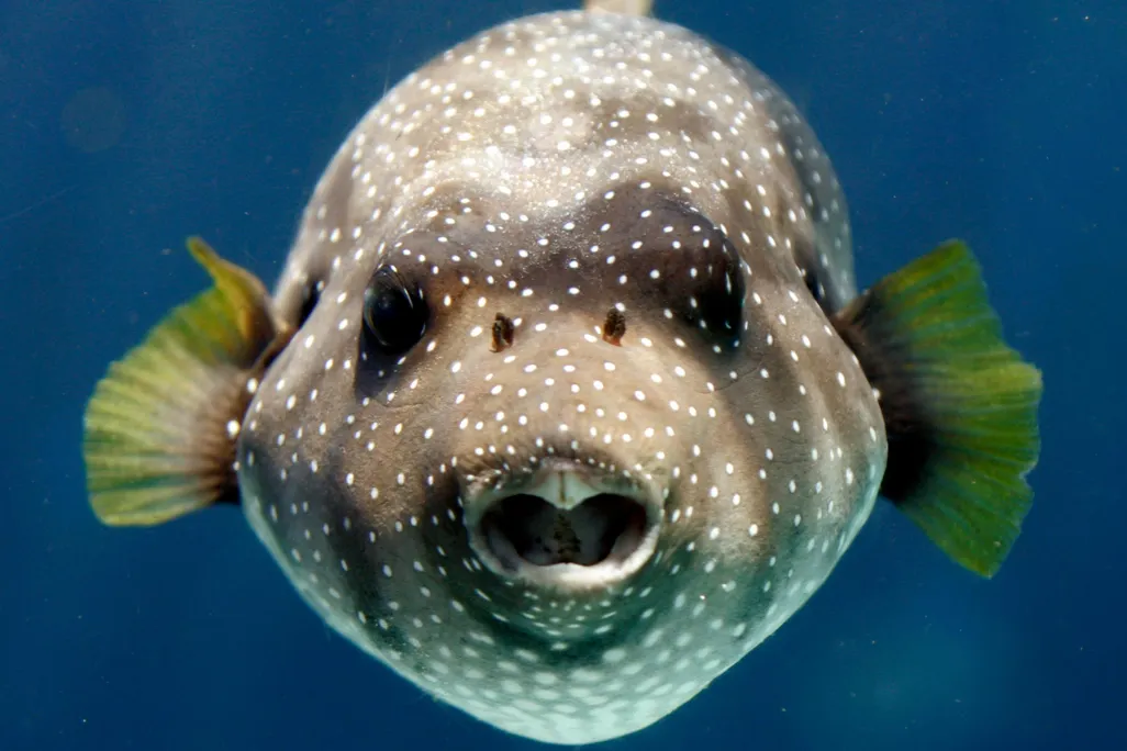 toadfish