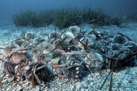 The sea urchins are causing havoc.