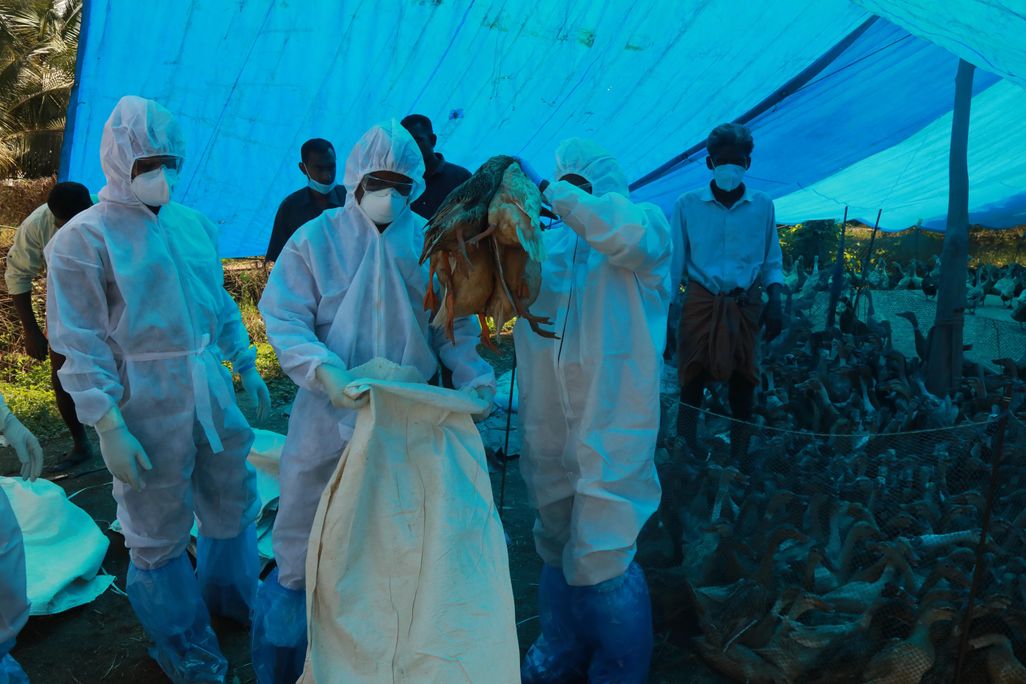 Three people wearing full personal protective equipment dispose of several dead ducks in a bag