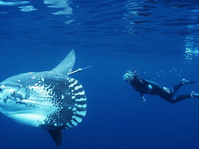 The ocean sunfish is the heaviest bony fish in the world; it can grow more than 10 feet long and pack on a whopping 5,000 pounds, and yet its flat body has no real tail to speak of.