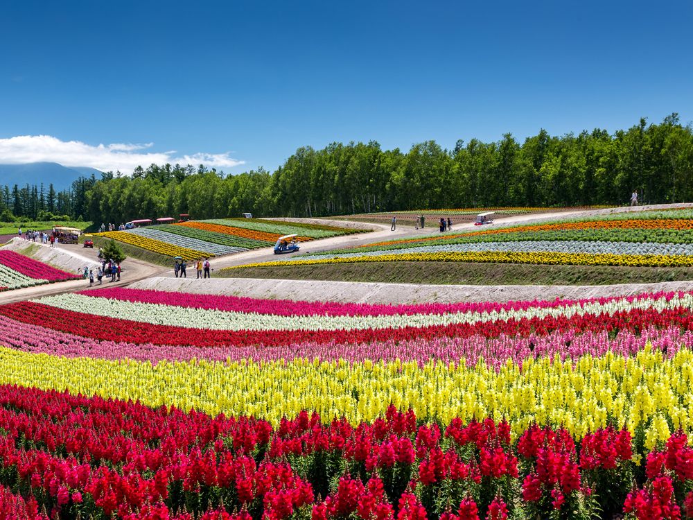 These six flowers are blooming right now. And they make a lot of scents