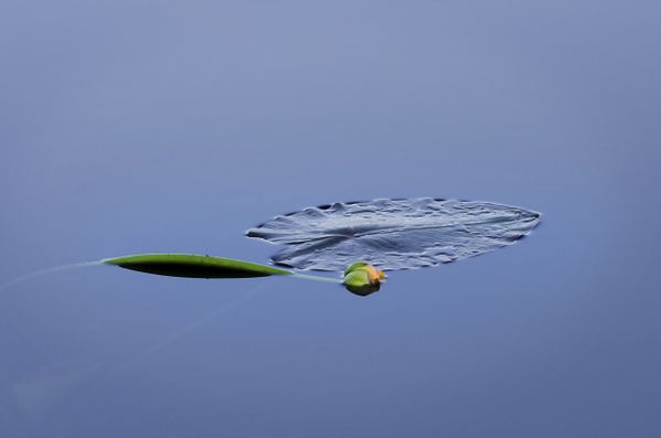 Nature's Art thumbnail