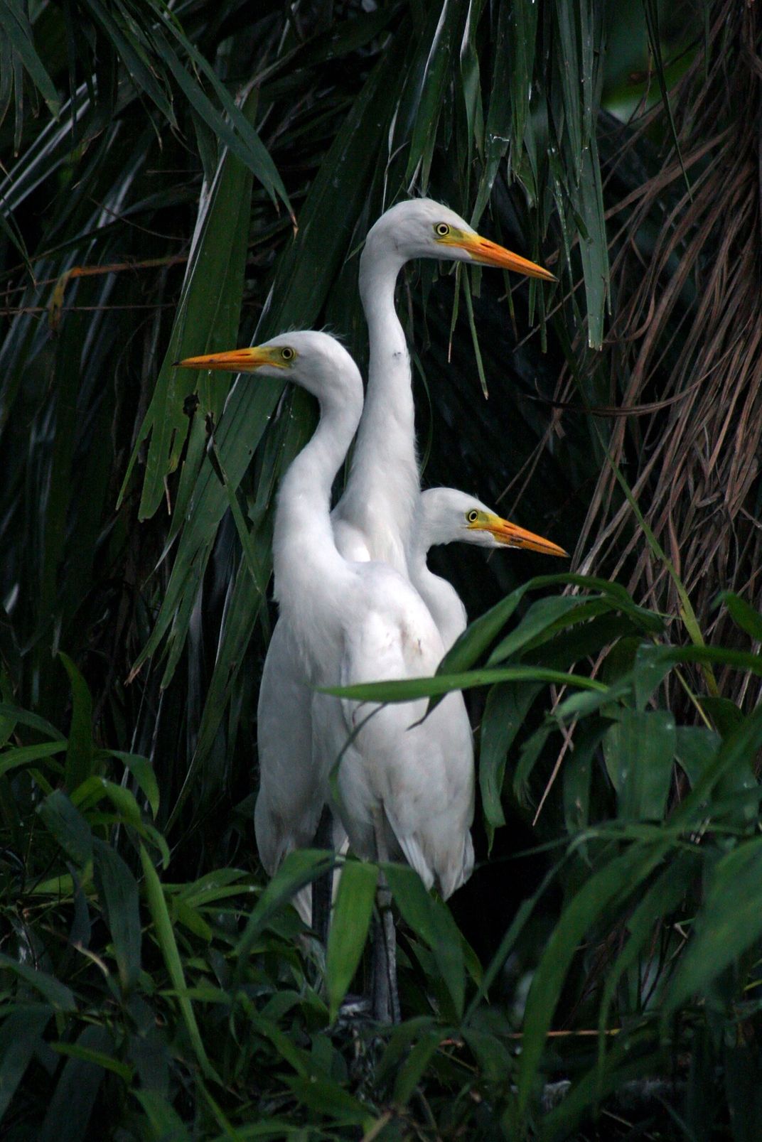 chicks-of-cattle-egret-bengali-name-gobak-english-name-cattle-egret