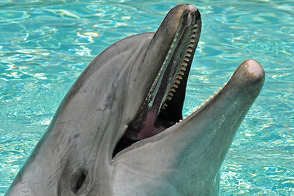 bottlenose dolphins