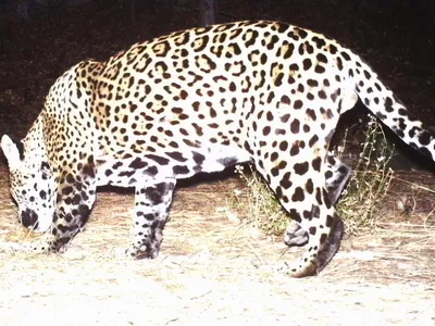 This jaguar was spotted by a wildlife camera in Arizona. 