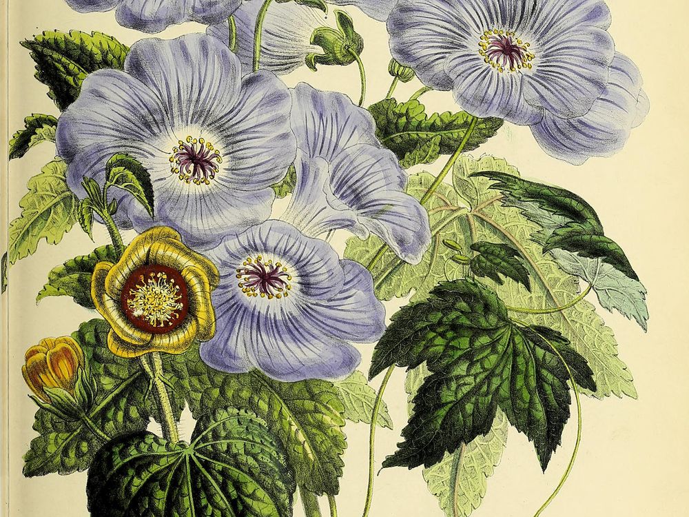 Mrs. Jane Loudon’s The Ladies' Flower-Garden of Ornamental Greenhouse Plants (1848)