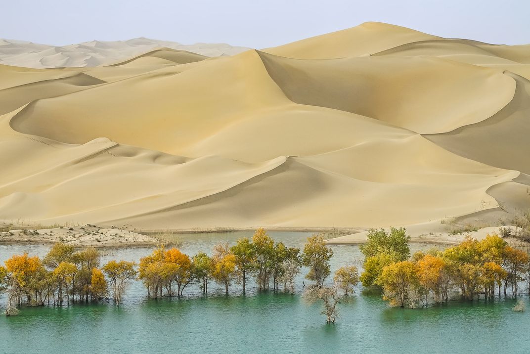 Desert Trees In Water Smithsonian Photo Contest Smithsonian Magazine