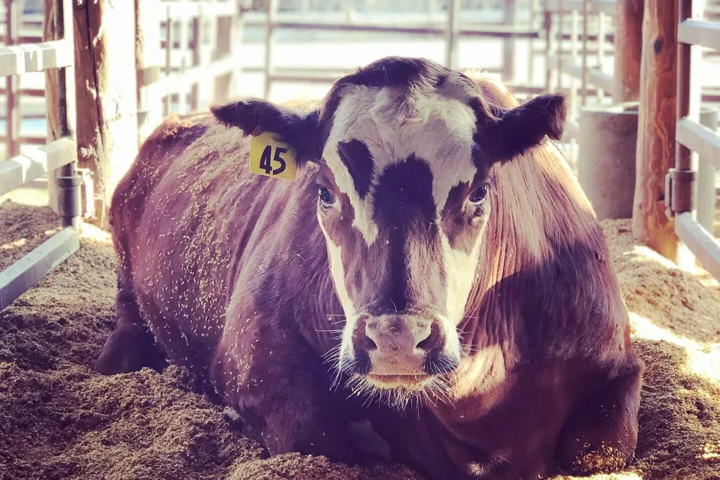 cow 