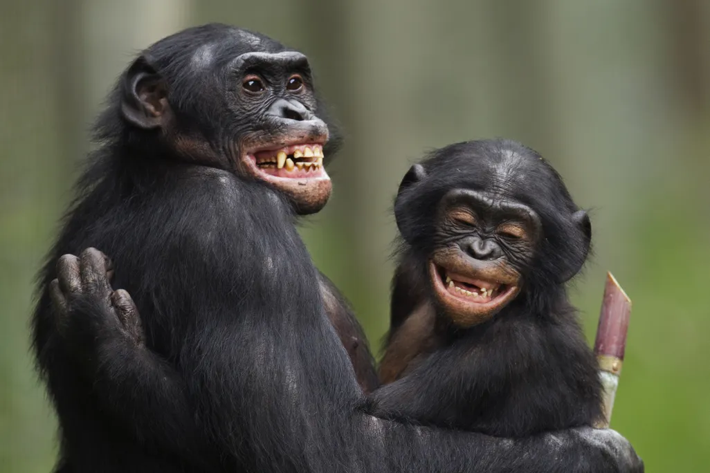 Two male bonobos, one older (left) and one younger (right), smile and hug