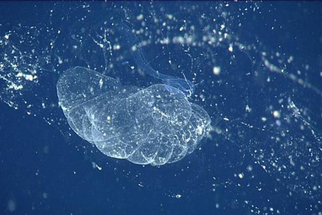 Giant Larvacean
