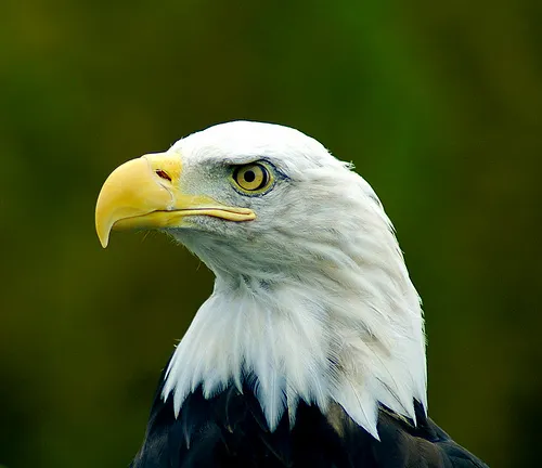 20110520083141bald-eagle-flickr.jpg