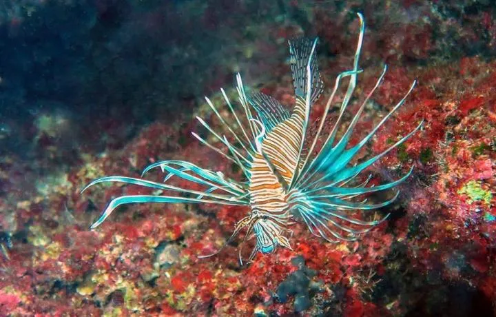 Lionfish
