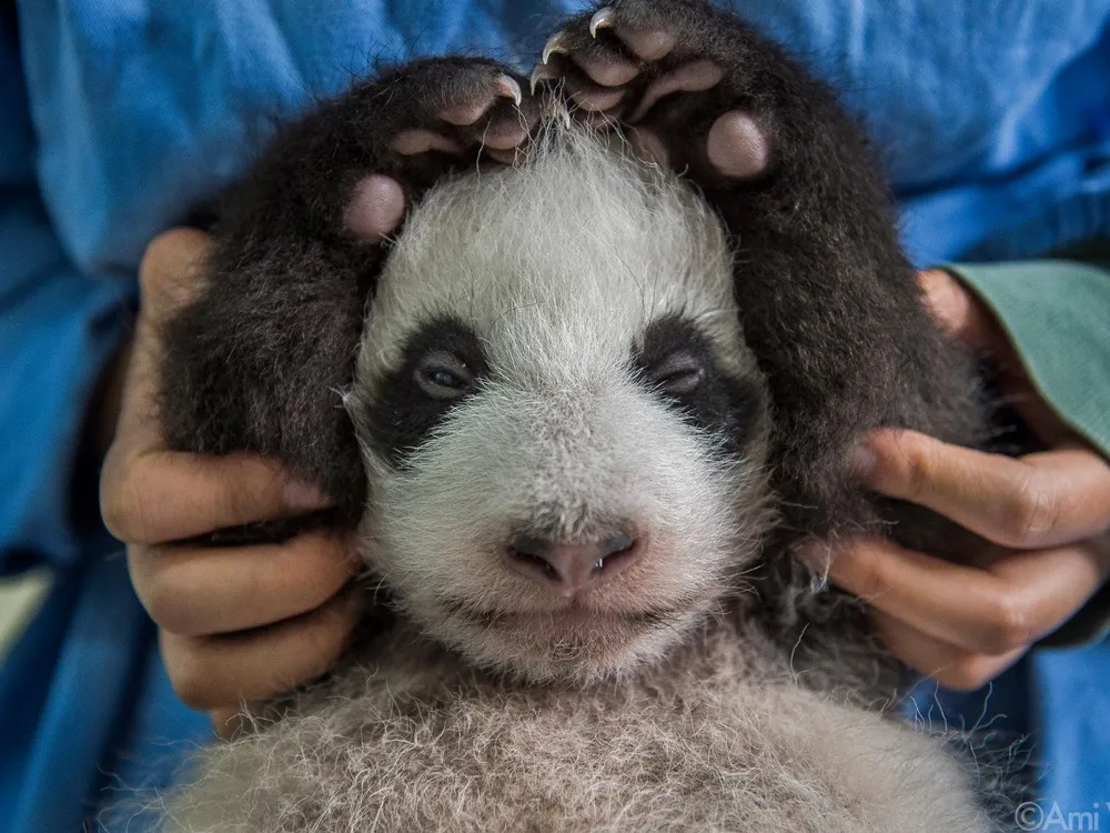 Panda love - baby with hands over head