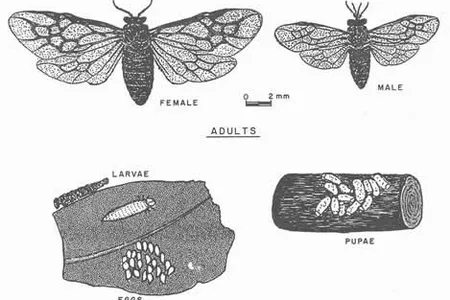 Drawing from Insects of the Luquillo Mountains, Puerto Rico