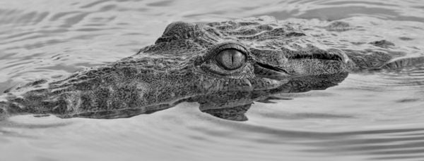 Eye of the Crocodile thumbnail