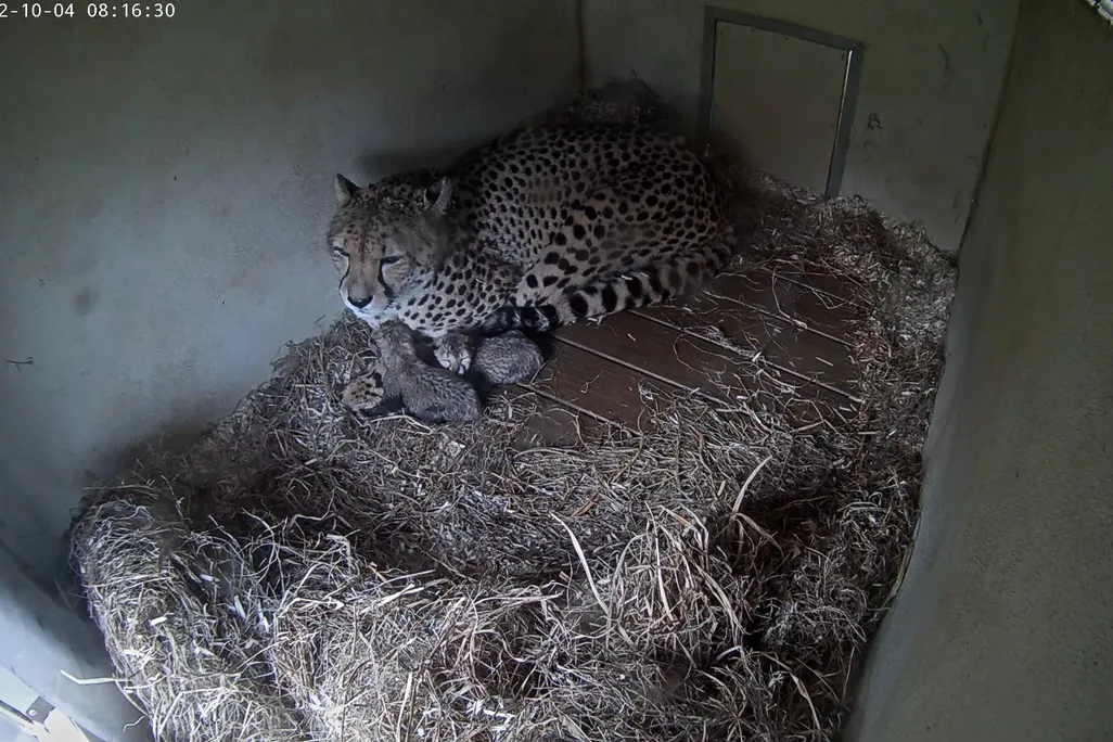 A mother cheetah with her two cubs in captivity.