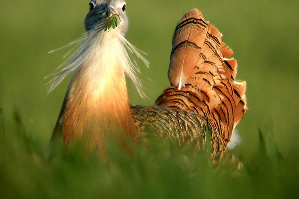 a large bird eats a plant