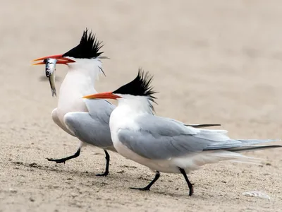 The aptly named elegant tern.