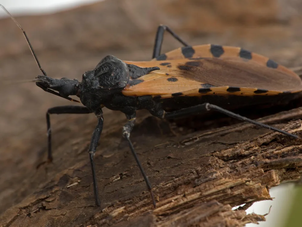 kissing bugs