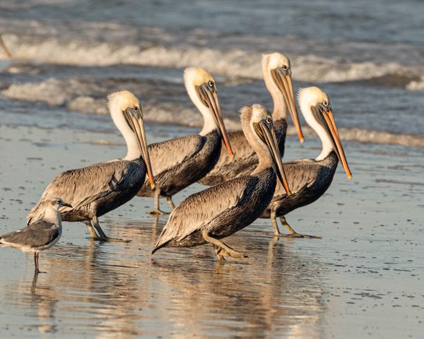 Pelicans gathering to fish thumbnail