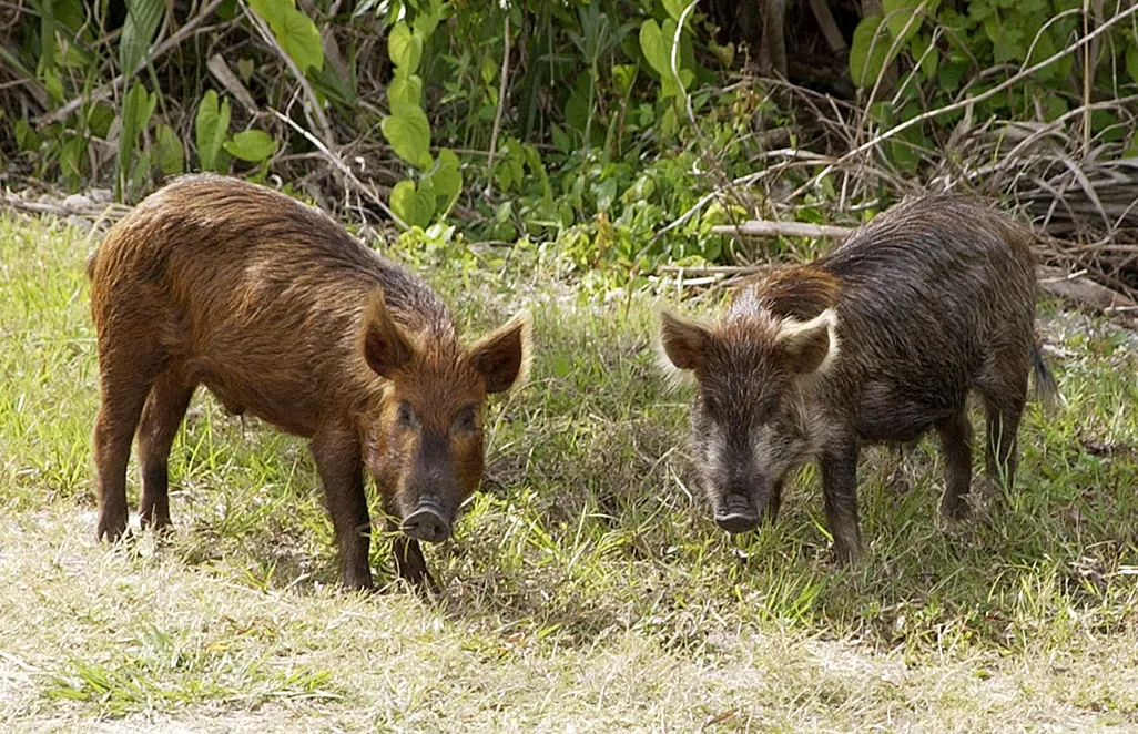 Wild_Pig_KSC02pd0873.jpg