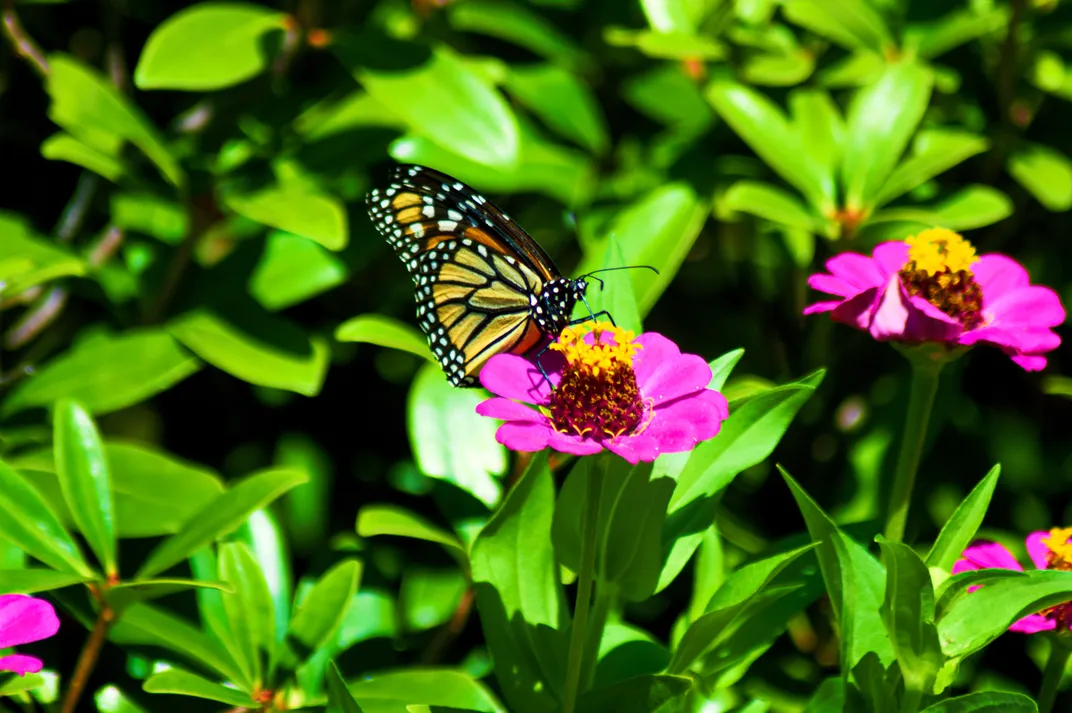 Butterfly At The Lakefront 