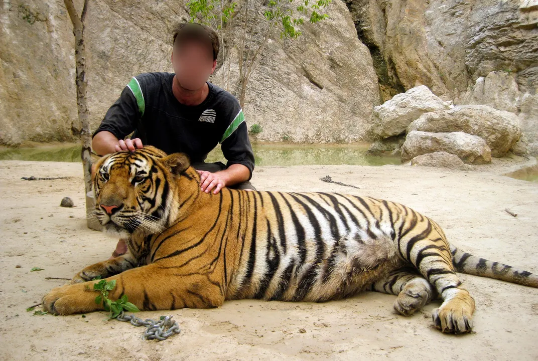 The Big Unsexy Problem With Tiger Selfies | Science| Smithsonian Magazine