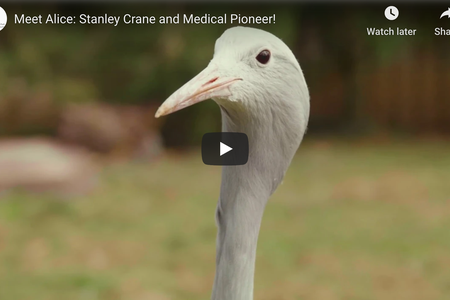 Alice is unlike any other Stanley crane. 