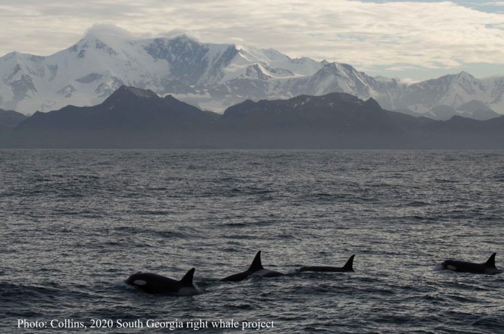 Killer whales off the coast of South Georgia Island