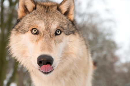 A gray wolf, not the animal spotted at the Grand Canyon