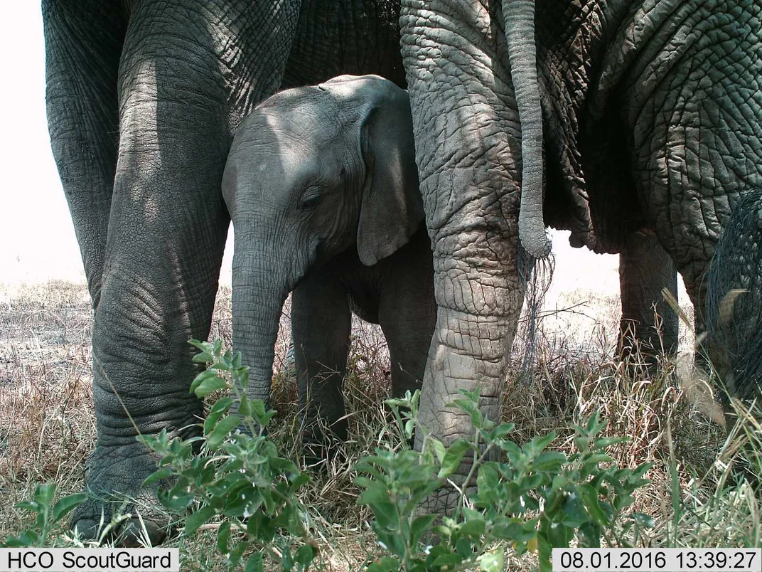 A baby elephant stands between the legs of an adult elephant.