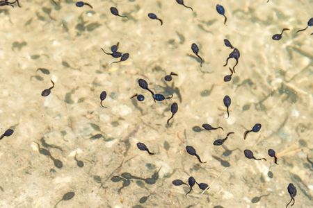 These are actually tadpoles.