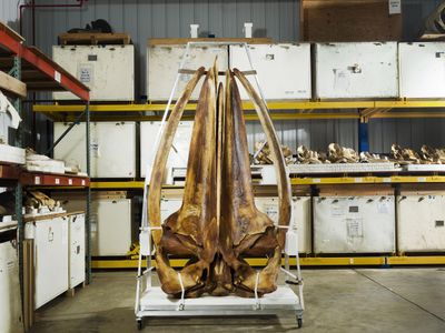 This adult Rice&#39;s whale skull at the National Museum of Natural History is the only specimen of its kind.