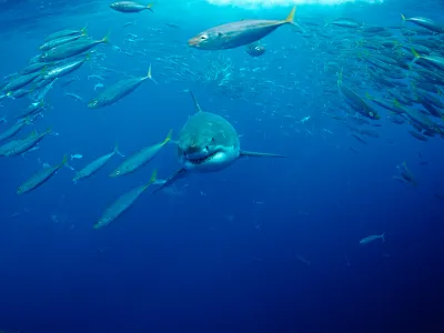 A great white shark cruises through Atlantic waters.