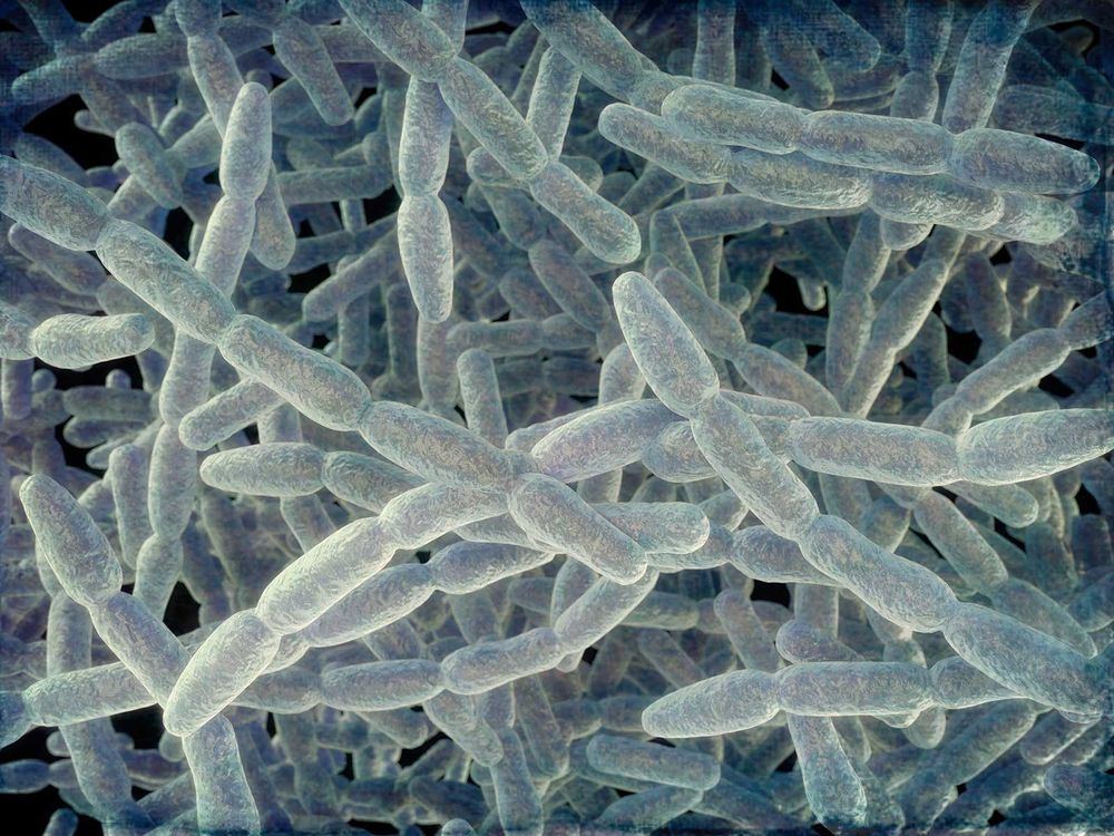 Legionella pneumophila