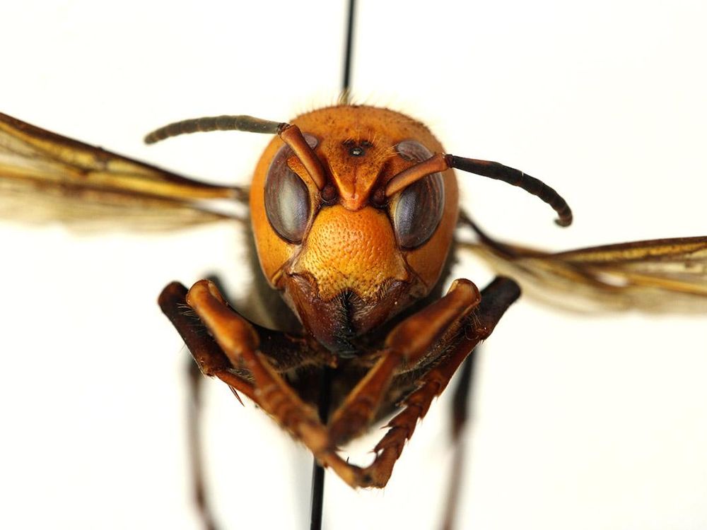 Asian giant hornet