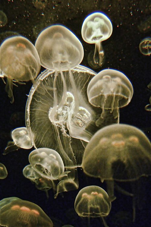 jellyfish at the Norwalk Aquarium Smithsonian Photo Contest