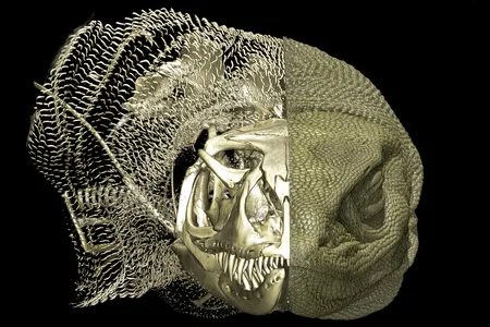 A scan of a Rosenberg&#39;s goanna (Varanus rosenbergi)&nbsp;reveals chain mail-like osteoderms and the endoskeleton in the left half of the image.