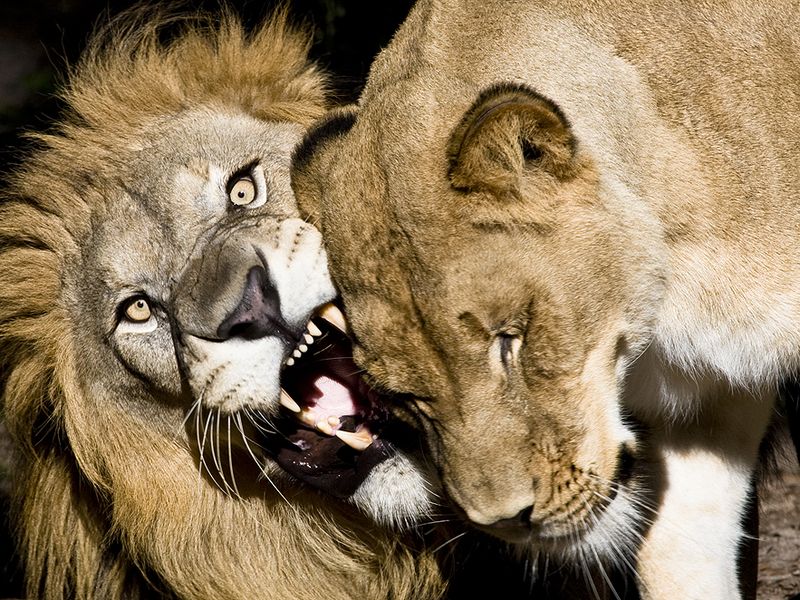 African Lions at the Jacksonville Zoo & Gardens displaying affection