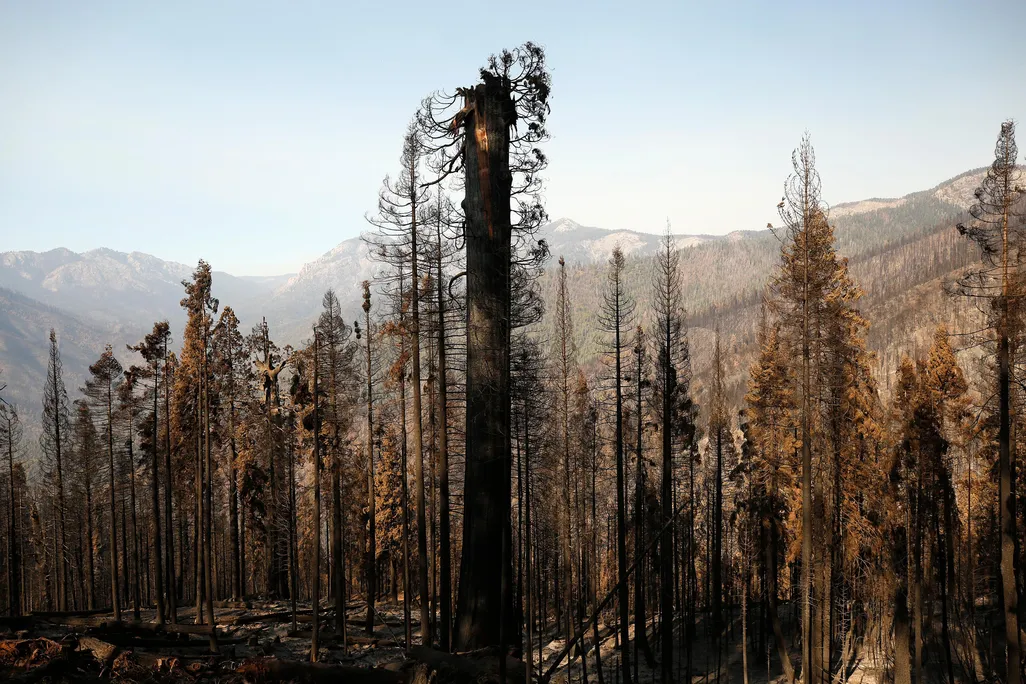 One giant Sequoia was decapitated (pictured center), the upper trunk and branches strewn at its base in a tangled heap in the 530 acres of the privately owned Alder Creek grove