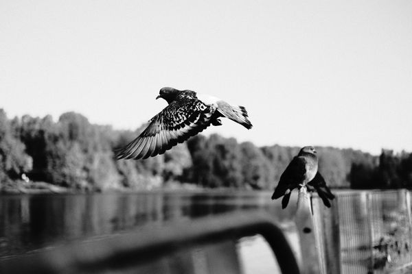 A pigeon takes off over the water. thumbnail