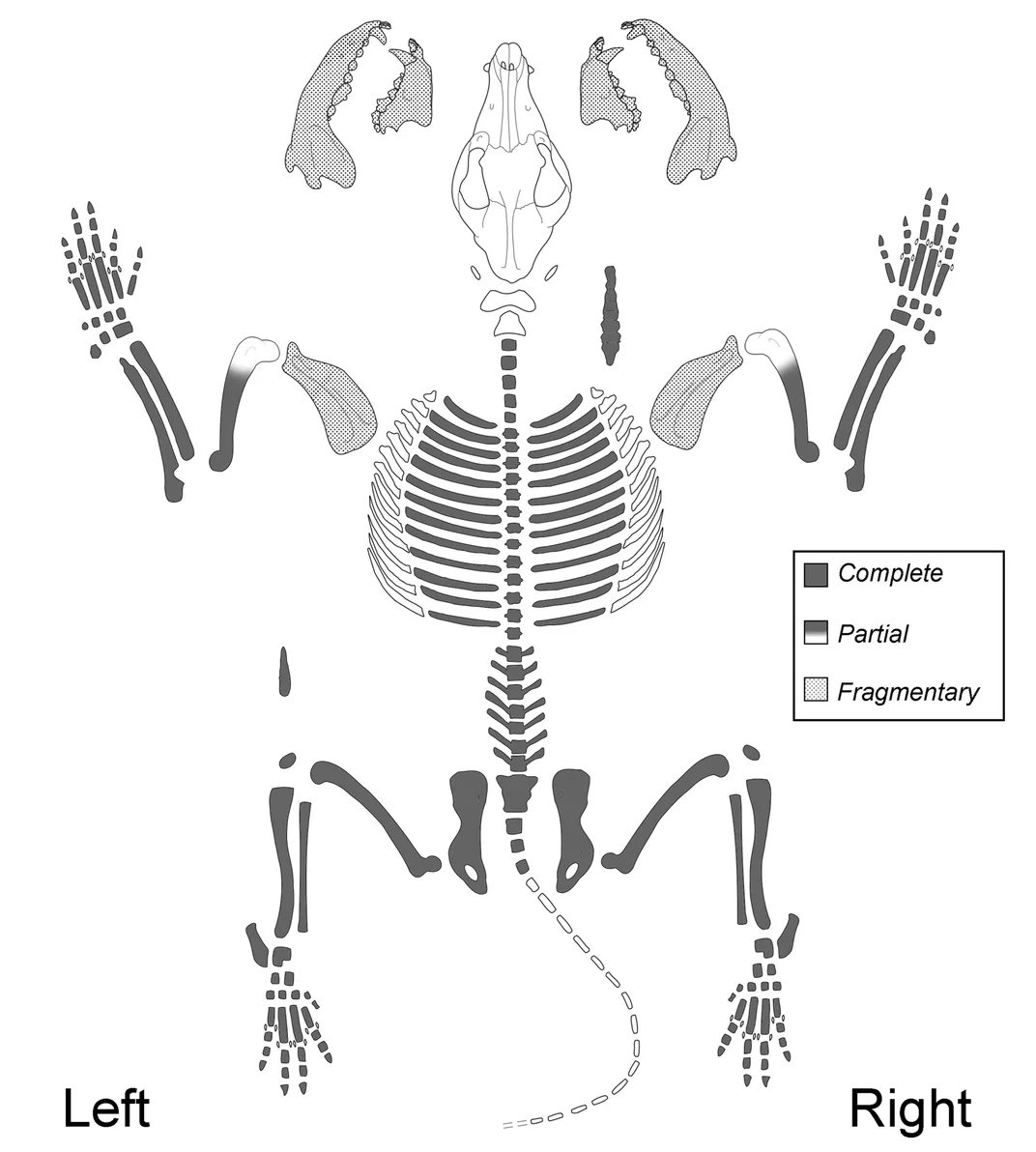 The outline of a dog-like skeleton against a white backdrop
