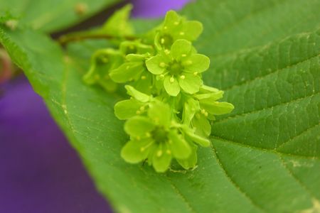 Male flowers of the striped maple tree.